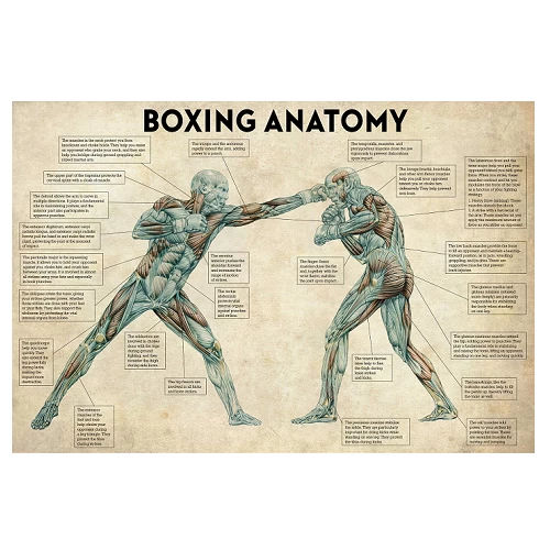The Anatomy Of Boxing Canvas Print 3 The Anatomy Of Boxing Canvas Print